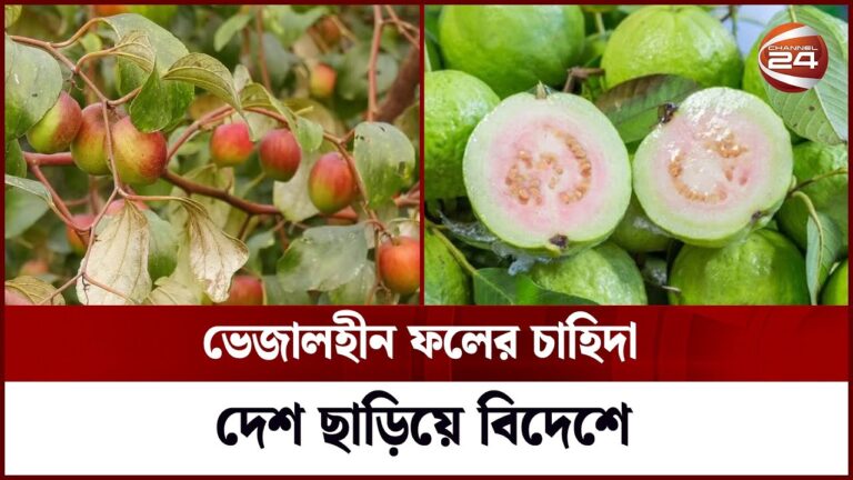 ফলের বাগান করে ভাগ্য বদলেছেন উদ্যোক্তারা | Fruit Farming Bangladesh | Channel 24