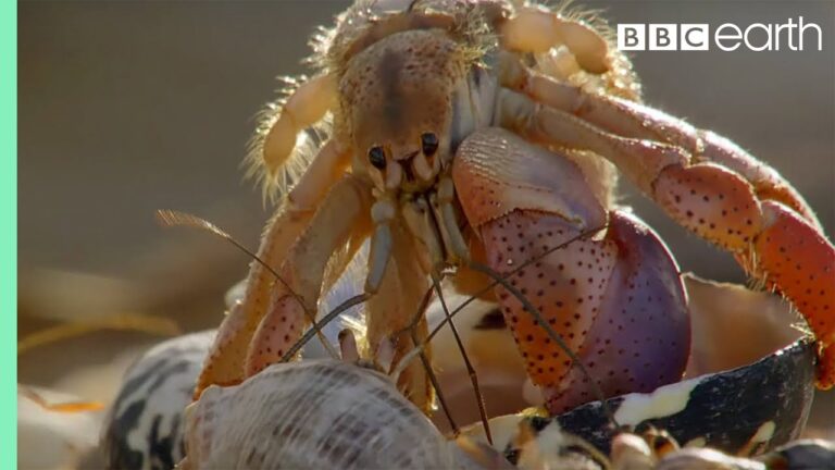 Crabs Trade Shells in the Strangest Way | BBC Earth